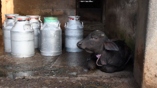 A small buffalo calf sits alone next to milk containers at a dairy, Aarey milk colony, Mumbai, India, 2023
