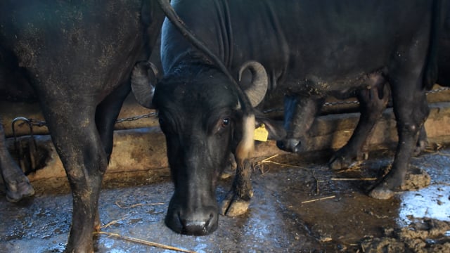 A buffalo is chained up tightly at a dairy, Aarey milk colony, Mumbai, India, 2023