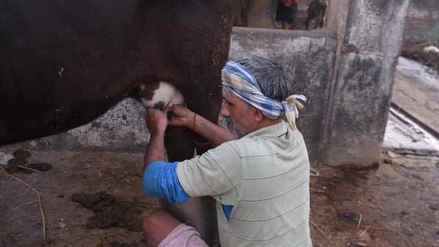 A worker milks a cow by hand at a dairy, Aarey milk colony, Mumbai, India, 2023