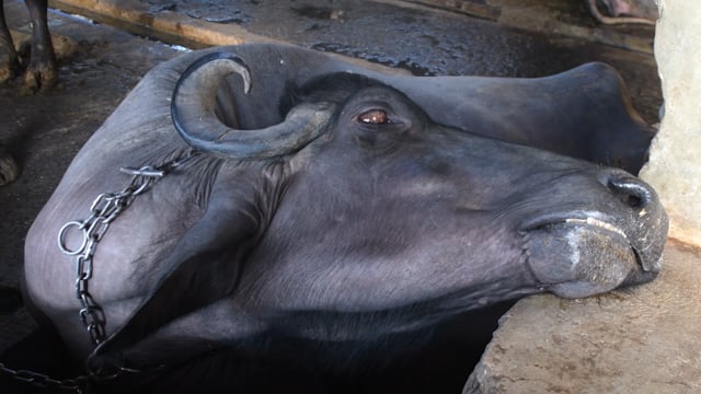 A buffalo is chained up at a dairy, Aarey milk colony, Mumbai, India, 2023