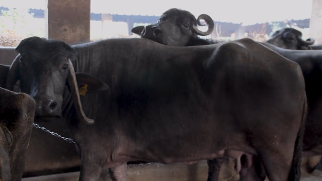 Many buffaloes are chained up in a line at a dairy, Aarey milk colony, Mumbai, India, 2023