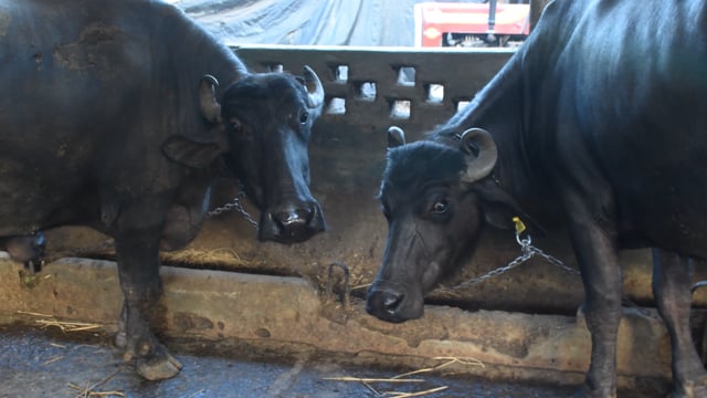 Two buffaloes are chained up tightly at a dairy, Aarey milk colony, Mumbai, India, 2023