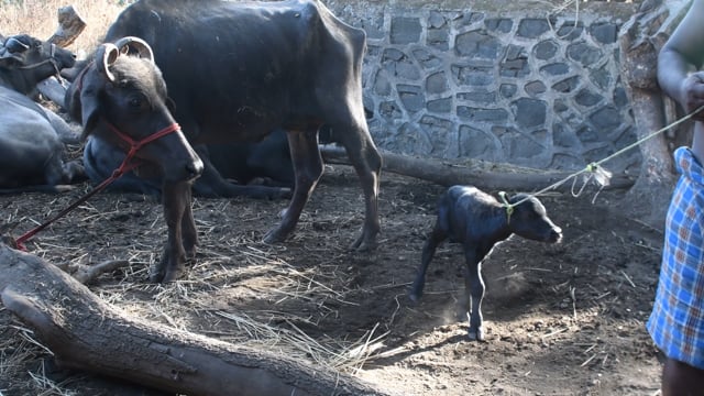 A baby buffalo calf suckles from her mother and gets dragged away at a dairy farm, Aarey milk colony, Mumbai, India, 2023