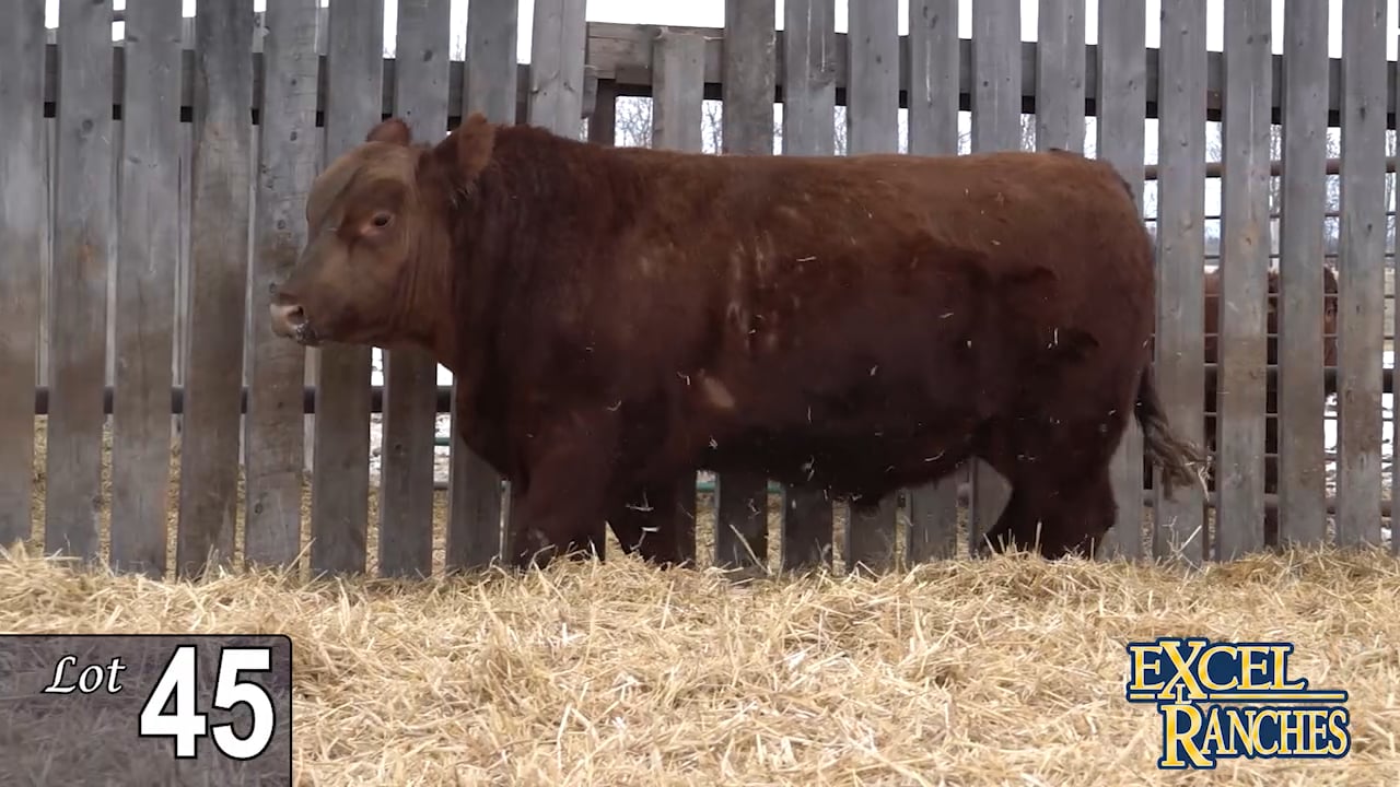 Lot 45 - Excel Ranches 2023.mp4 on Vimeo