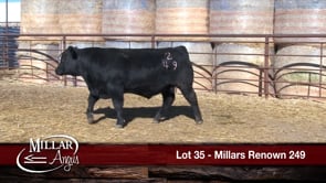 Lot #35 - MILLARS RENOWN 249