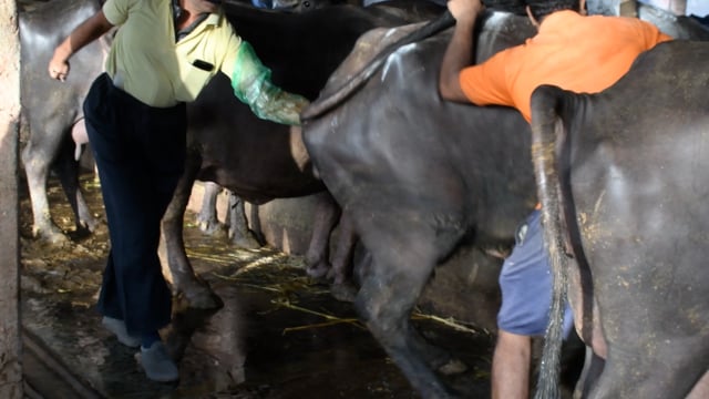 A buffalo is examined for pregnancy at a dairy farm, Aarey milk colony, Mumbai, India, 2023