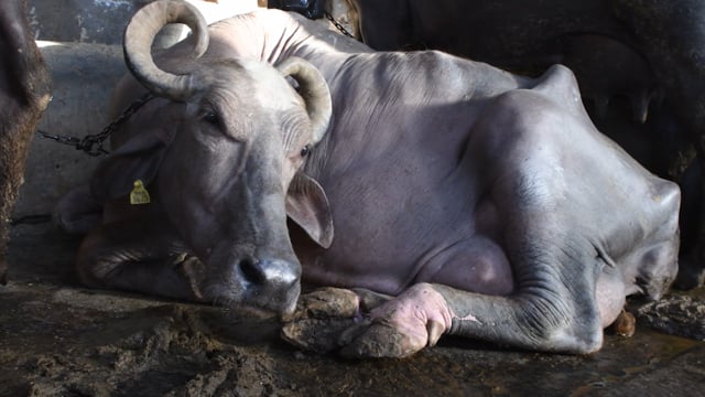 A chained buffalo sits in feces at a dairy farm, Aarey milk colony, Mumbai, India, 2023