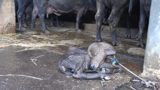 A baby buffalo calf is tied up away from his mother at a dairy farm, Aarey milk colony, Mumbai, India, 2023