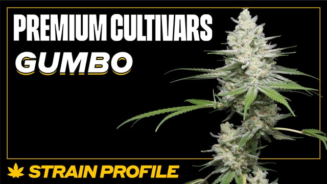 The Incredible Bulk Grow Diary: The Best-Yielding Weed Strain Known to Man  - Herbies Seeds