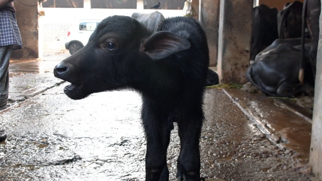 A baby buffalo calf bleats for her mother while tied up at a dairy, Aarey milk colony, Mumbai, India, 2023