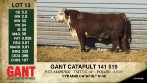 Lot #13 - GANT CATAPULT 141 519