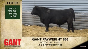 Lot #37 - GANT PAYWEIGHT 666