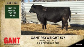 Lot #30 - GANT PAYWEIGHT 577
