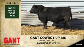 Lot #43 - GANT COWBOY UP 486