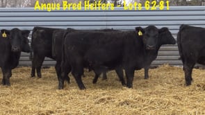 Lot #62 - 62