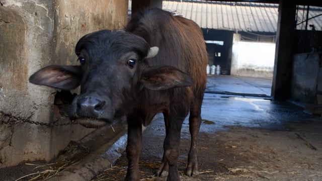A buffalo calf tries to get away while tied up at a dairy, Aarey milk colony, Mumbai, India, 2023