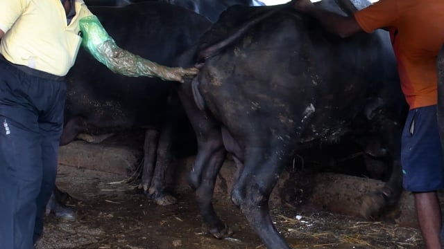 A buffalo is examined for pregnancy at Aarey milk colony, Mumbai, India, 2023