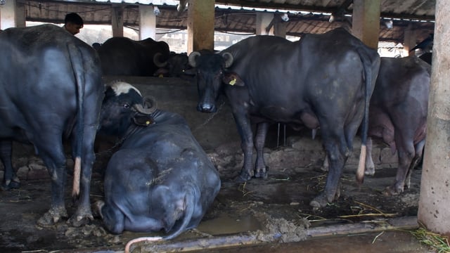 Buffaloes chained up in a line at a dairy, Aarey milk colony, Mumbai, India, 2023