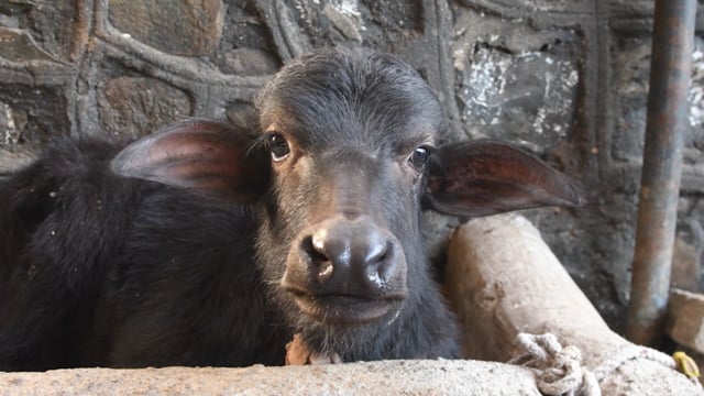 A baby buffalo calf looks at the camera in close up at a dairy, Aarey milk colony, Mumbai, India, 2023