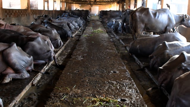 Many buffaloes lying chained up in long lines inside a shed at a dairy, Aarey milk colony, Mumbai, India, 2023