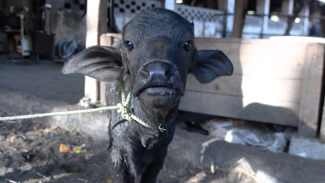 A small buffalo calf looks into the camera at a dairy, Aarey milk colony, Mumbai, India, 2023