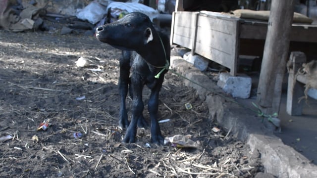 A baby buffalo calf tries to get free while tied up at a dairy, Aarey milk colony, Mumbai, India, 2023
