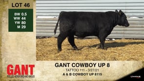 Lot #46 - GANT COWBOY UP 8