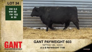 Lot #34 - GANT PAYWEIGHT 603
