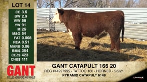 Lot #14 - GANT CATAPULT 166 20
