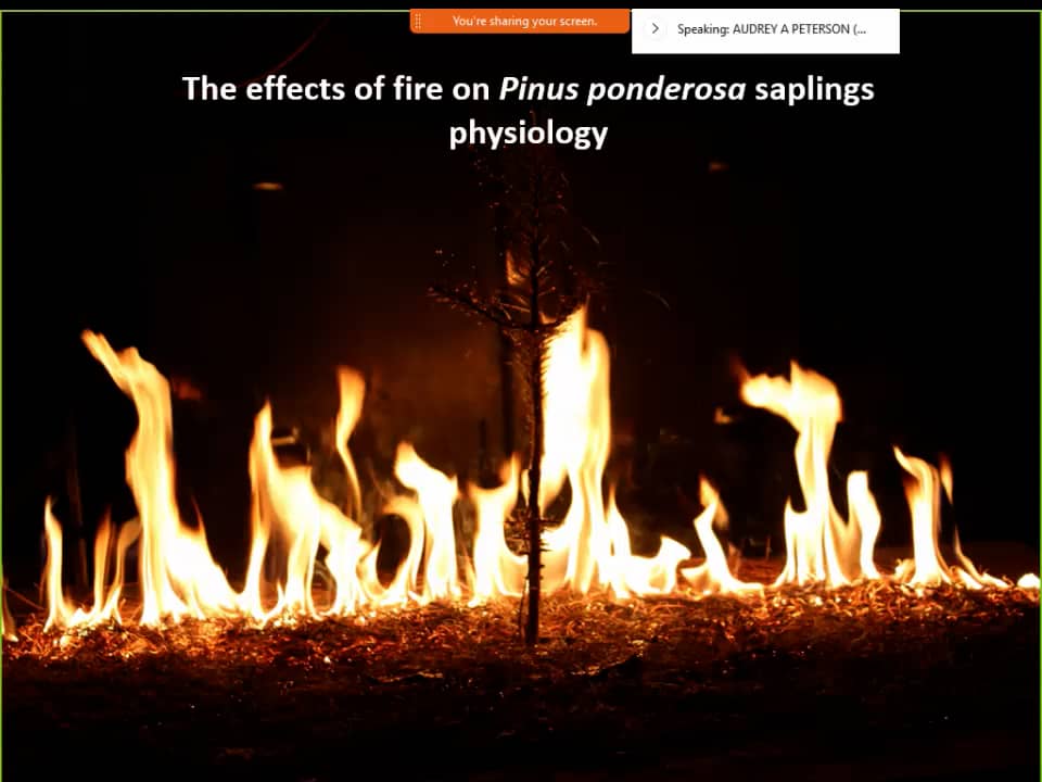 The fire effects on pinus ponderosa sapling physiology on vimeo