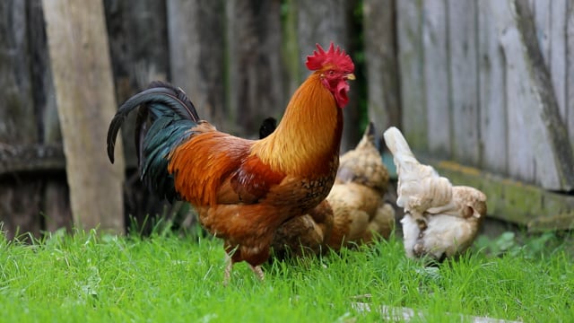 Chickens Hens Rooster Farm - Free video on Pixabay