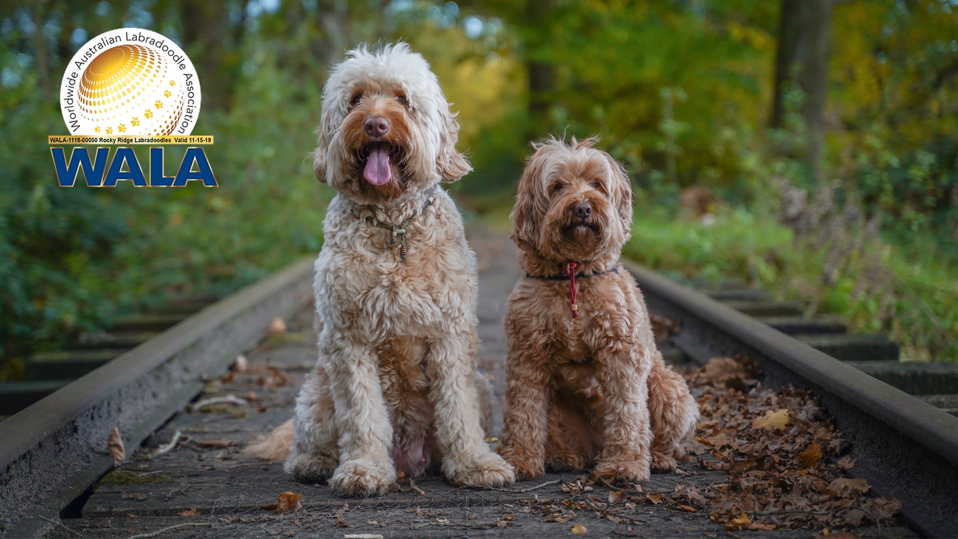WALA - Worldwide Australian Labradoodle Association on Vimeo