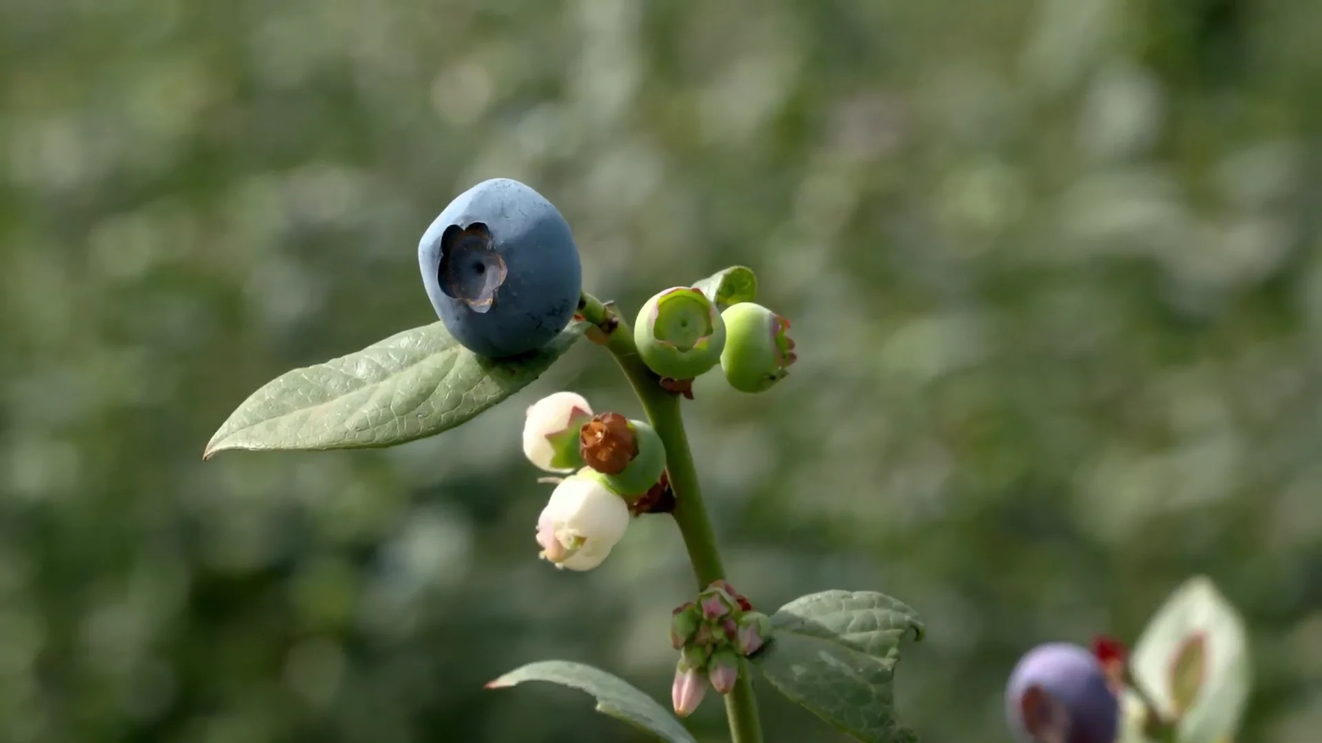 Fresh Produce Group Blueberries, Mundubbera, Queensland Life inside