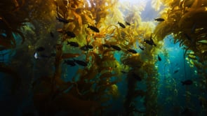 Kelp Scenics