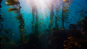 Kelp Stock Footage_SCI_4.23.20