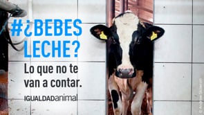 ¿Bebes leche? Lo que no te cuenta la industria láctea española