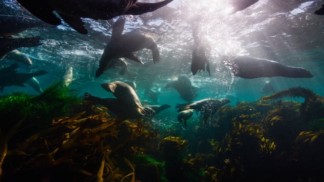 Sea Lions For Field_LowRes2.mp4