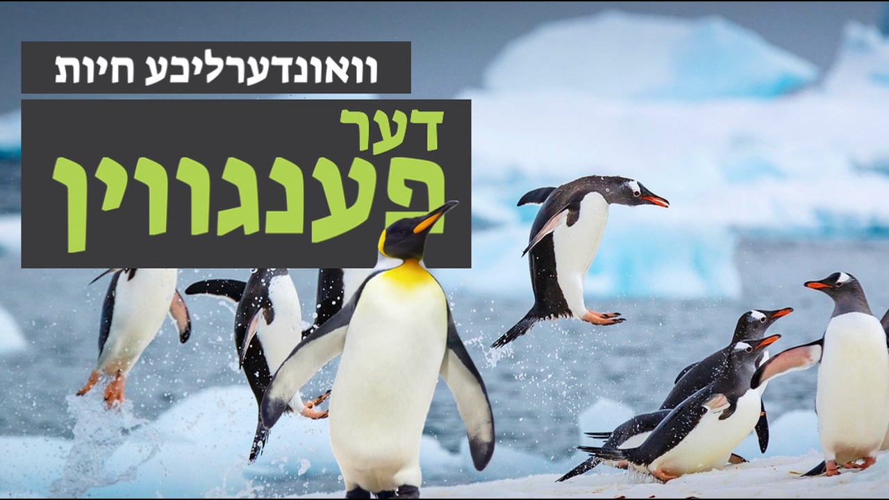 וואונערליכע חיות - די פענגווין