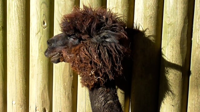 10+ Free Llama & Sheep Videos, HD & 4K Clips - Pixabay 10+ Free Llama & Sheep Videos, HD & 4K Clips - Pixabay
