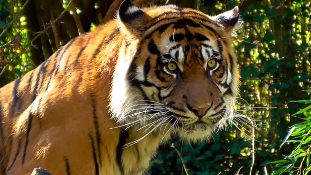 Tiger, Animal, Predator. Free Stock Video - Pixabay