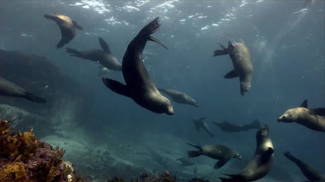 Fur Seals, Narooma, NSW
