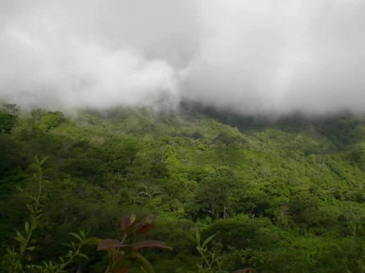 Fundación Pro Reserva Forestal Monte Alto - Costa Rica (ES) on Vimeo