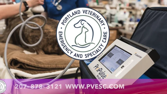 Leaders In Veterinary Shock Wave Technology