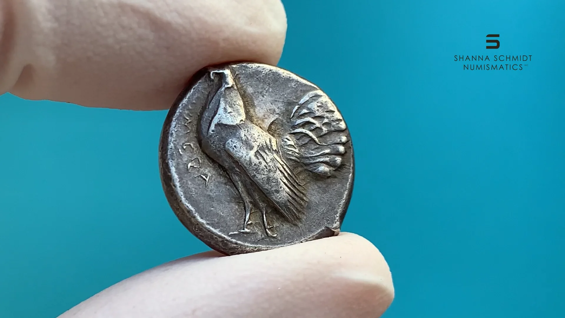 ◆RIETI◆ KYMA RT E6014 C2 SILVER KYMARTE6014C2 Sicily, Himera. c. 483-472 BC — Shanna Schmidt Numismatics