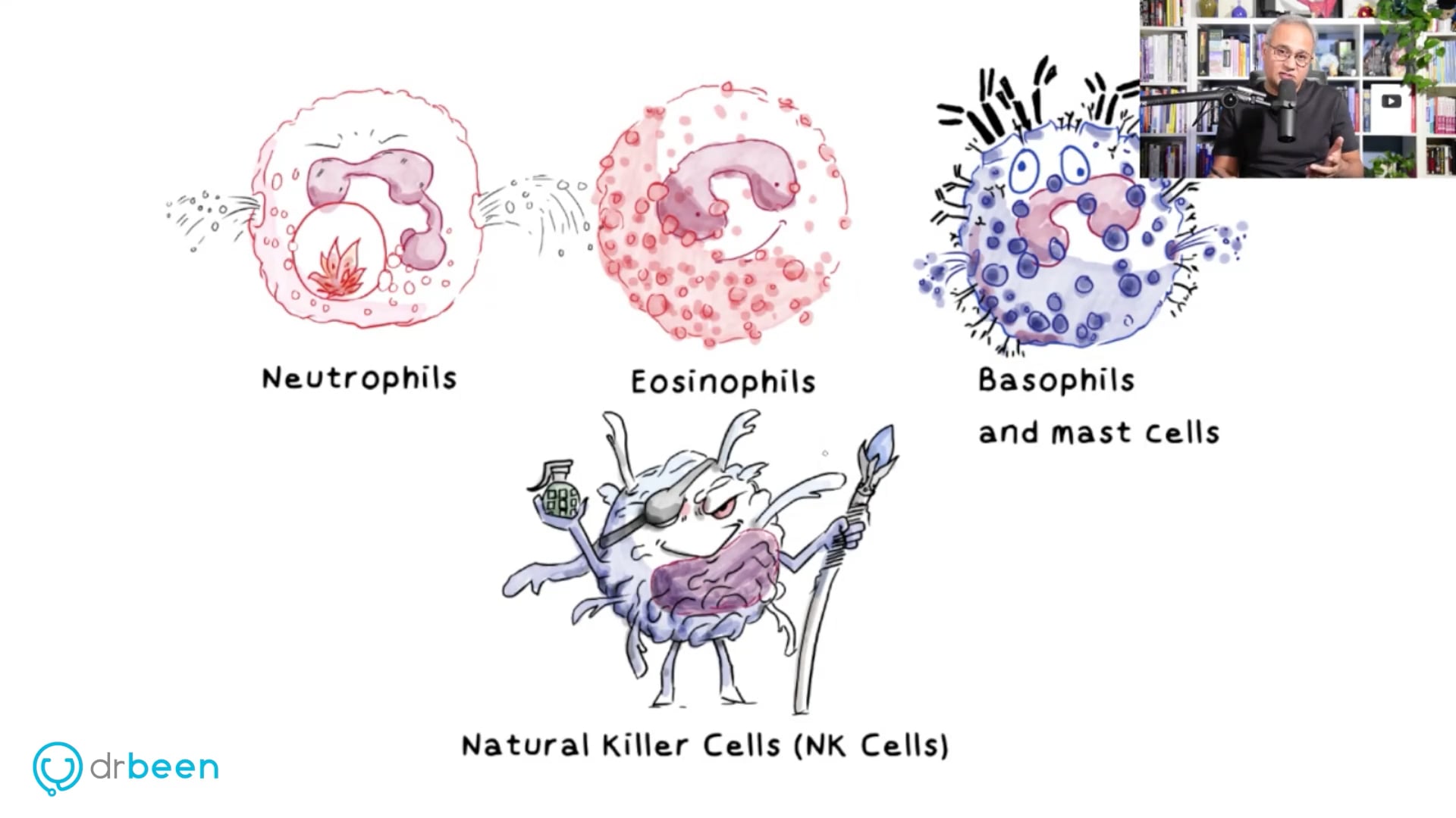 Immune System Function Part 2 (Effector Cells)