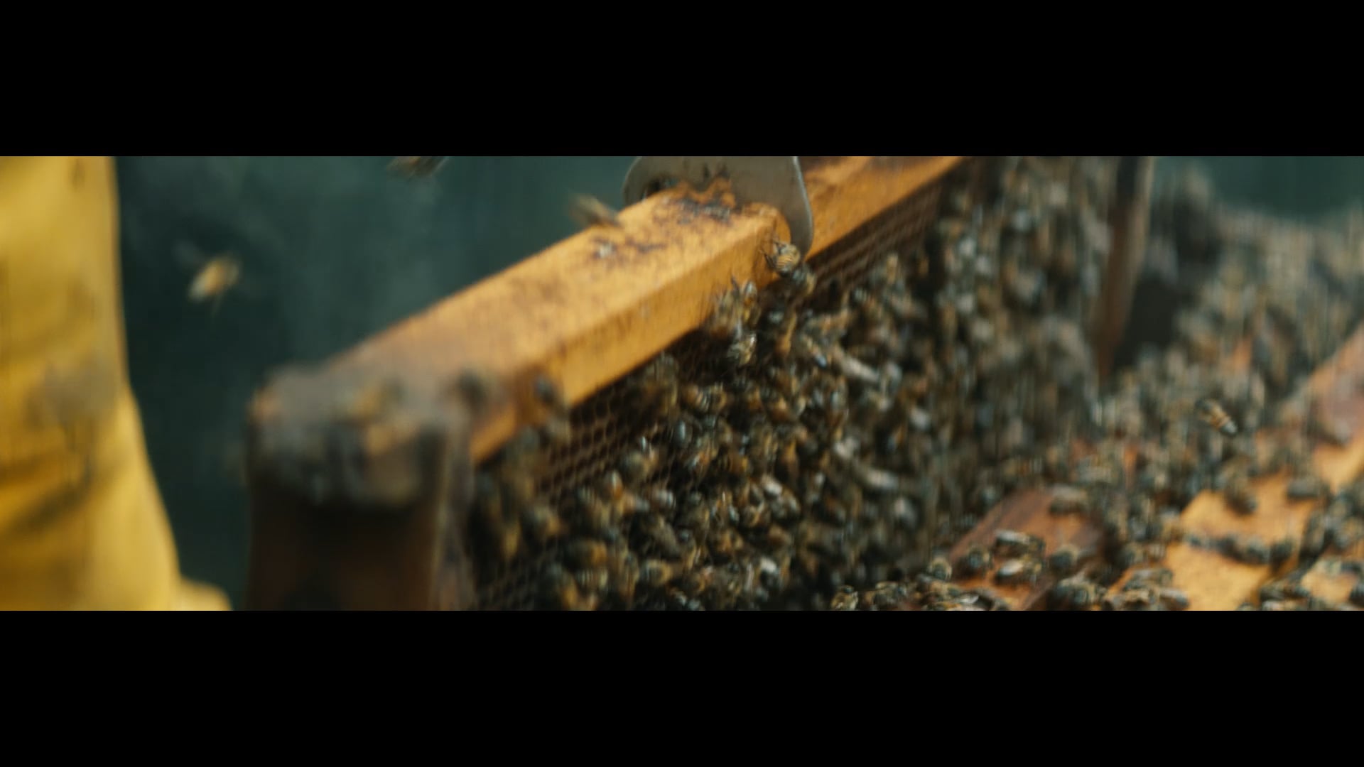 S&P | Bees