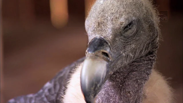 Showing Vultures A Little Love : Krulwich Wonders : NPR