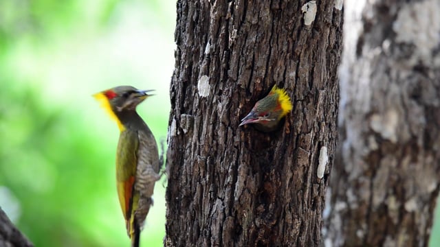 Замедленное видео птицы, сидящей на ветке дерева рядом со своим гнездом в утреннее время, fhd видео