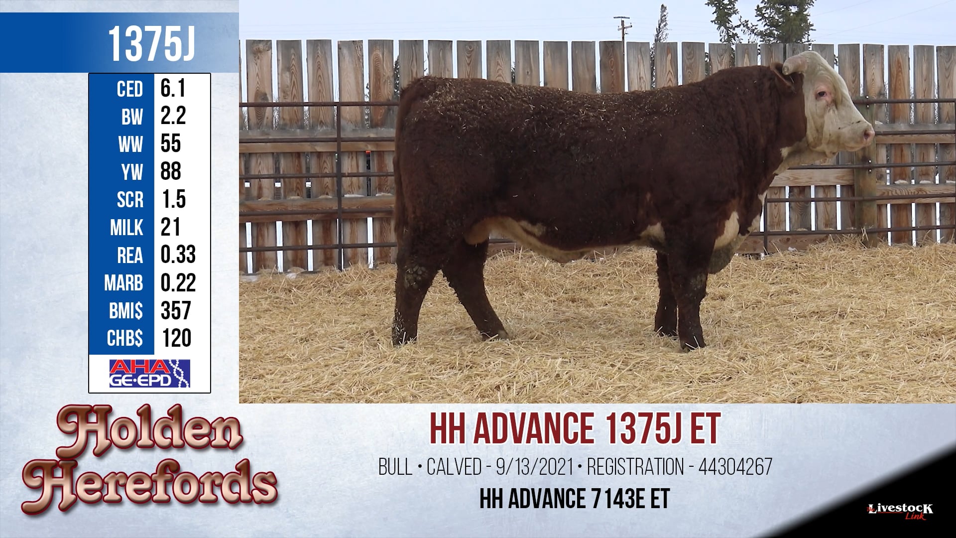 Holden Herefords Lot 1375 on Vimeo