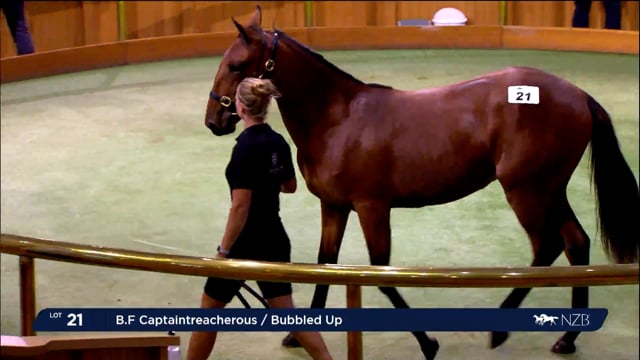 NZB Standardbred National Yearling Sale 2023 - Day-1 Lots 21 to 30